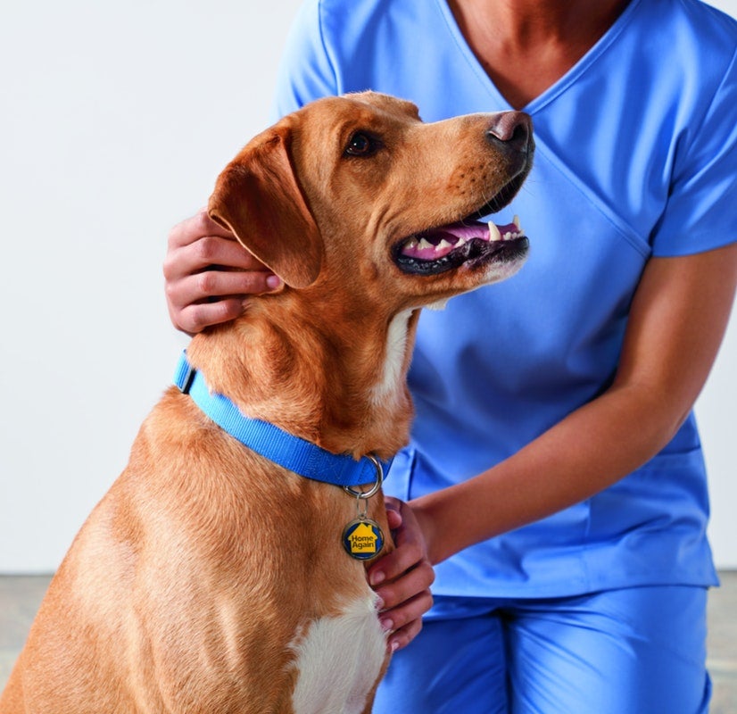 Medical Hotline | HomeAgain - HomeAgain Pet Recovery Medical Hotline | HomeAgain - HomeAgain Pet Recovery