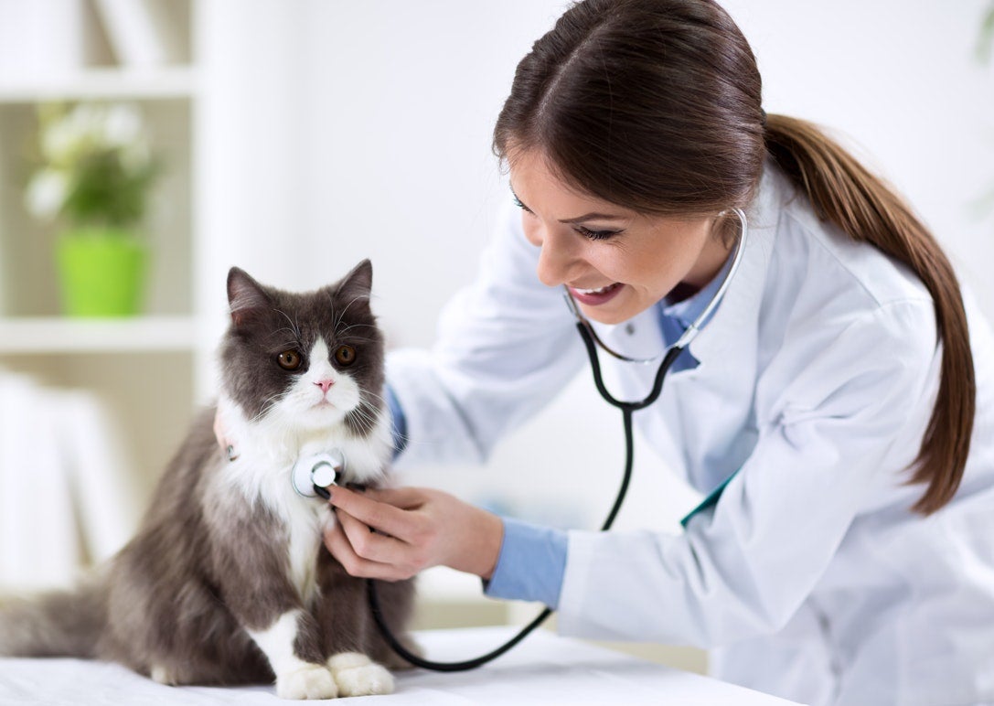 Medical Hotline | HomeAgain - HomeAgain Pet Recovery Medical Hotline | HomeAgain - HomeAgain Pet Recovery